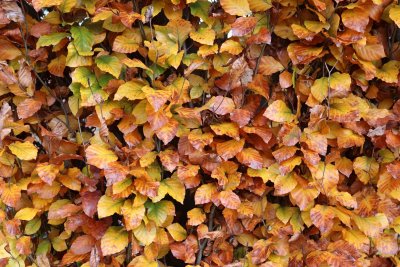 Fagus sylvatica 'Fastigiata, Dawyck Purple' - buk lesní - podzimní listí